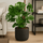 Monstera Deliciosa mit Moosstab Ø:24 H:120 cm
