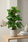 Monstera Monkey Leaf mit Moosstab