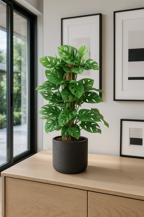 Monstera Monkey Leaf mit Moosstab Ø:16 H:65 cm