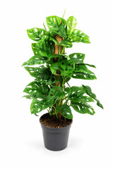 Monstera Monkey Leaf mit Moosstab — tropische Pflanze mit perforierten grünen Blättern freigestellt