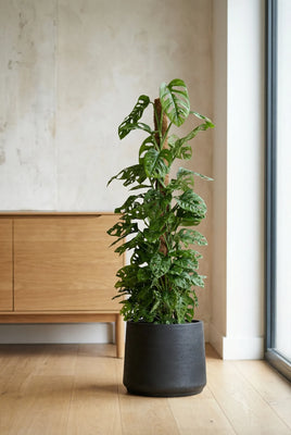 Monstera Monkey Leaf mit Moosstab