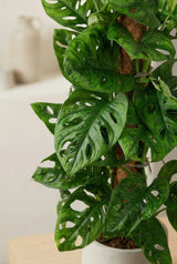 Monstera Monkey Leaf mit Moosstab - Finestgreen