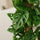 Monstera Monkey Leaf mit Moosstab - Finestgreen