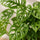 Monstera Obliqua