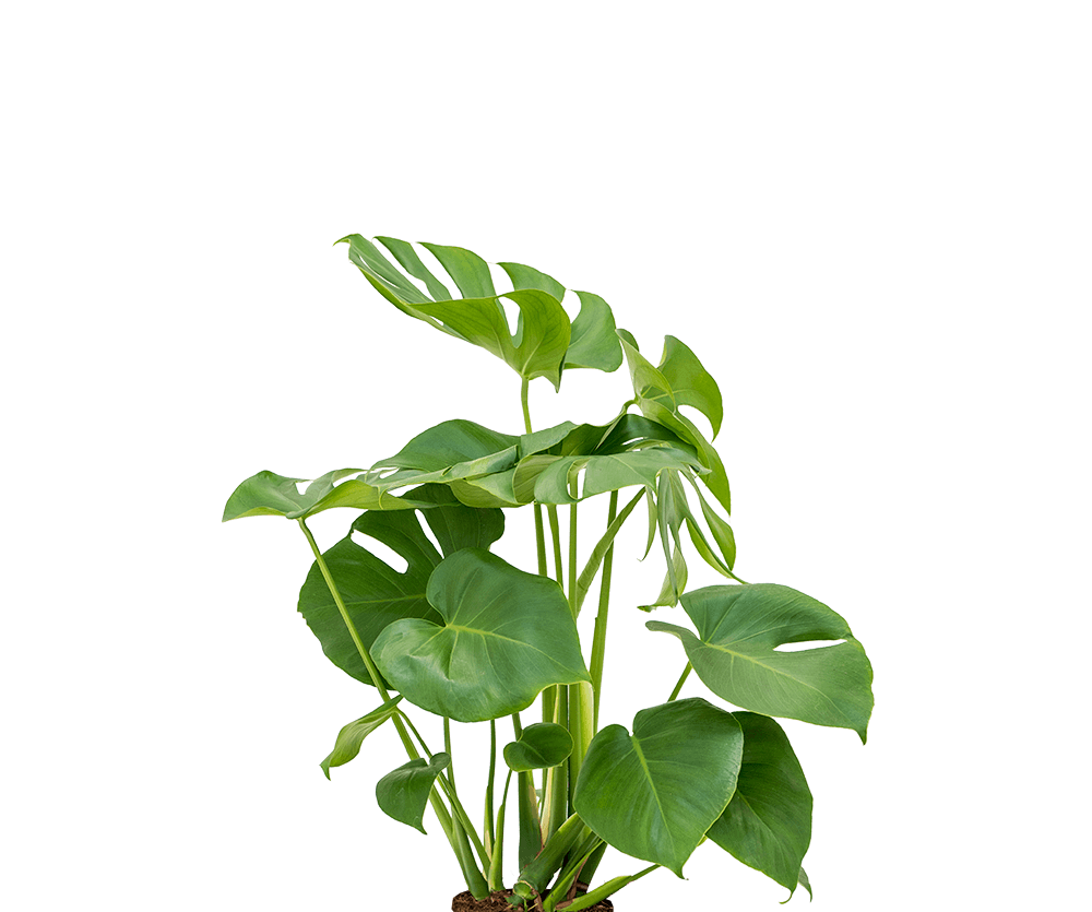 Monstera deliciosa Ø:17 H:60 cm