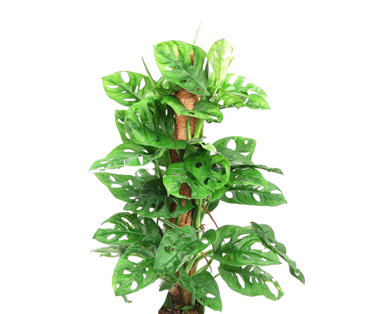Monstera Monkey Leaf mit Moosstab Ø:16 H:65 cm