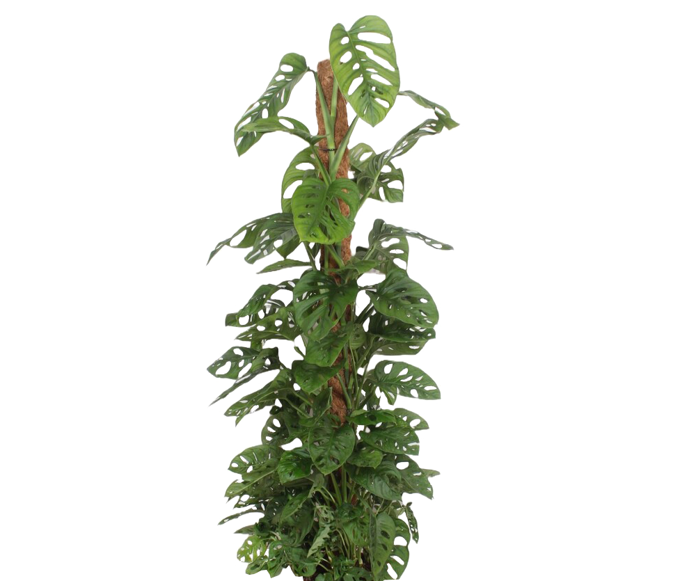 Monstera Monkey Leaf mit Moosstab Ø:27 H:160 cm