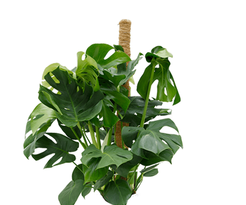 Monstera Deliciosa mit Moosstab Ø:24 H:120 cm