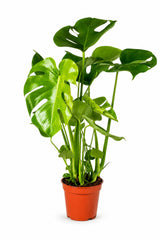 Monstera deliciosa als Zimmerpflanze — großes Tropical-Grün als Interior-Statement