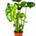 Monstera deliciosa als Zimmerpflanze — großes Tropical-Grün als Interior-Statement