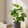 Monstera deliciosa kaufen — tropische Zimmerpflanze mit charakteristischen Blattschlitzen