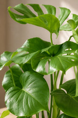 Monstera deliciosa Blattdetail — charakteristische Fensterblätter der Urwaldpflanze