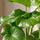 Monstera deliciosa Blattdetail — charakteristische Fensterblätter der Urwaldpflanze
