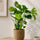 Monstera deliciosa kaufen — tropische Zimmerpflanze mit charakteristischen Blattfenstern