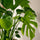 Monstera deliciosa Blattdetail — große gefensterte Blätter der Tropenpflanze