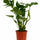 Monstera deliciosa als Zimmerpflanze — Tropical Vibes für Wohnzimmer und Büro