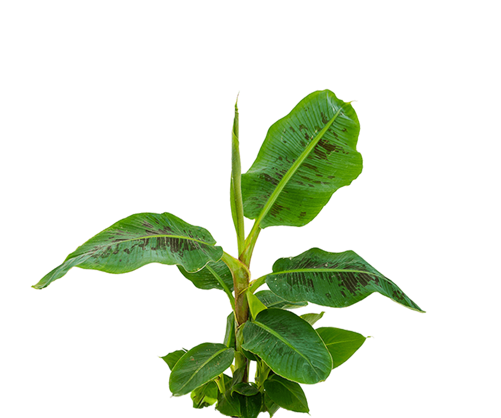 Musa 'Dwarf Cavendish' - Zwergbanane