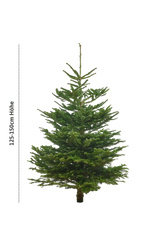 Echte Nordmanntanne 125–150 cm – Premium Weihnachtsbaum