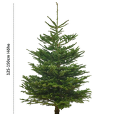 Echte Nordmanntanne 125–150 cm – Premium Weihnachtsbaum