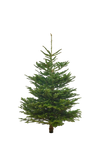 Echte Nordmanntanne 125–150 cm – Premium Weihnachtsbaum