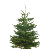 Echte Nordmanntanne 125–150 cm – Premium Weihnachtsbaum