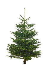 Echte Nordmanntanne 150–175 cm – Premium Weihnachtsbaum
