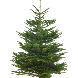 Echte Nordmanntanne 150–175 cm – Premium Weihnachtsbaum