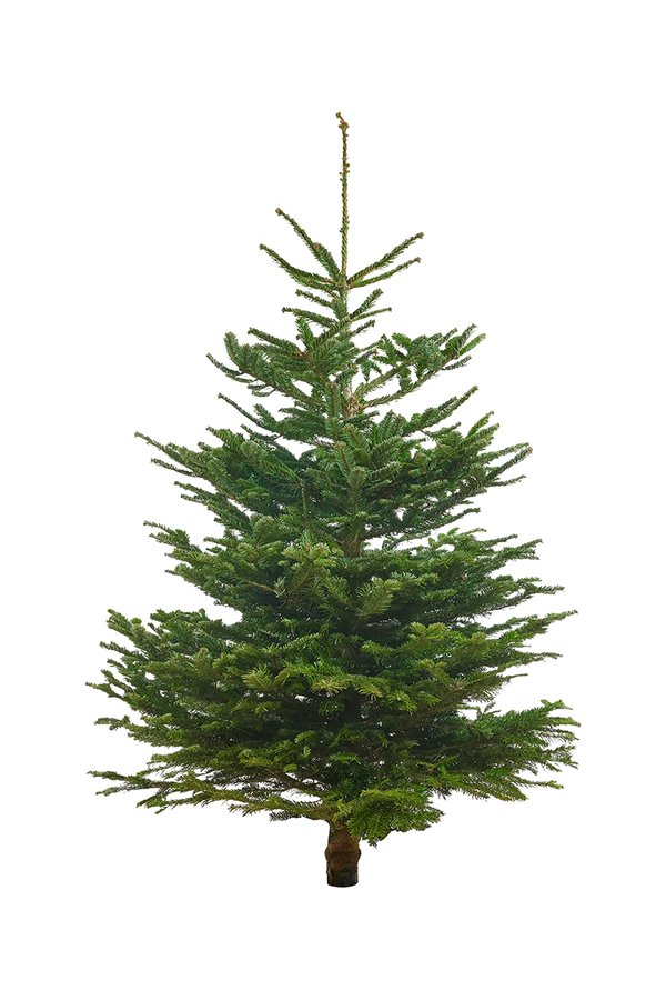 Echte Nordmanntanne 150–175 cm – Premium Weihnachtsbaum
