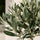 Olivenbaum