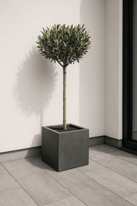 Fiberstone