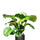 Calathea Orbifolia - Korbmarante Ø:17 H:50 cm