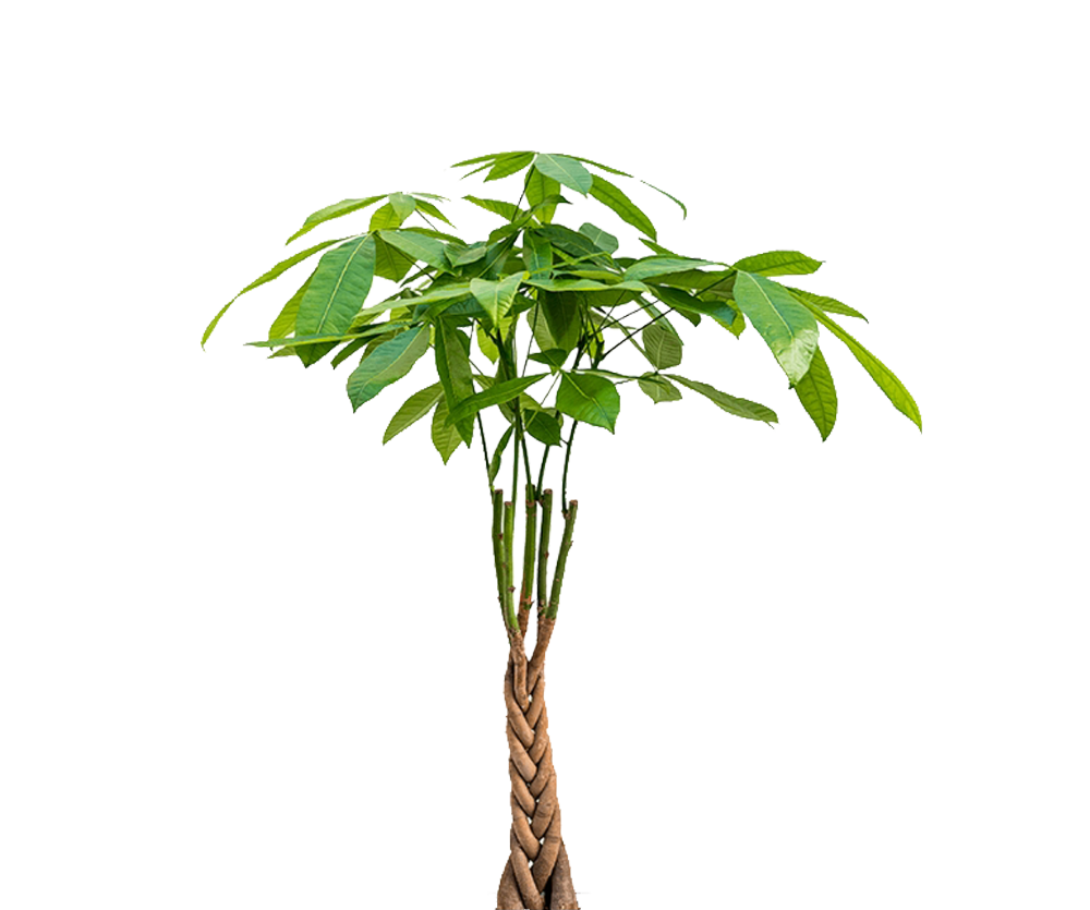 Pachira aquatica - Glückskastanie Ø:19 H:80 cm