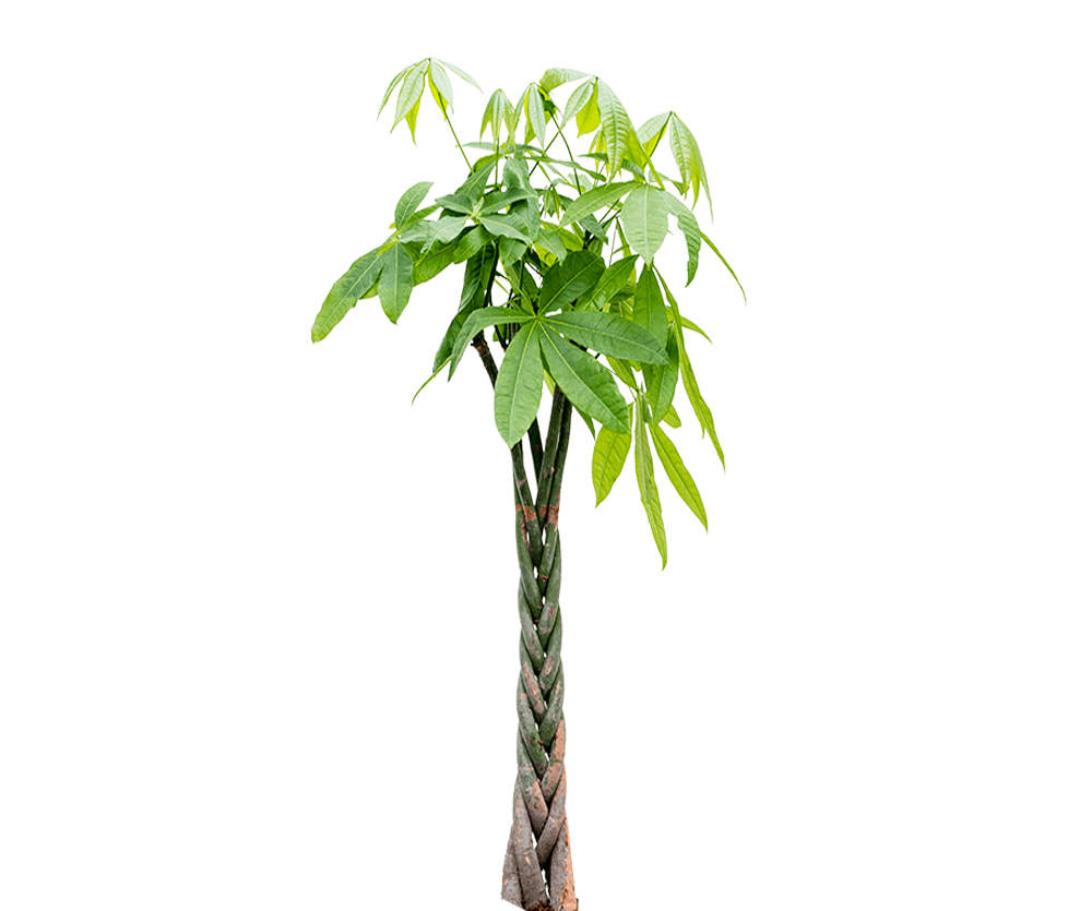 Pachira aquatica - Glückskastanie Ø:27 H:130 cm