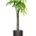 Pachira aquatica - Glückskastanie Ø:27 H:150 cm