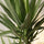 Palmlilie - Yucca Ø:21 H:100 cm Finestgreen 