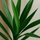 Palmlilie - Yucca Ø:17 H:80 cm