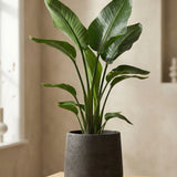 Small black washed Patt planter by Pottery Pots, showcasing a sleek, textured surface and modern design. || Abgebildete Größe: L