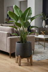 Patt Black Washed Feet Low Finestgreen || Abgebildete Größe: XXL