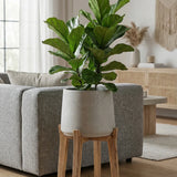Patt Grey Washed Feet High Finestgreen || Abgebildete Größe: XXL
