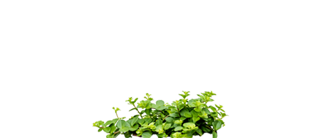 Peperomia rotundifolia