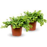 Peperomia rotundifolia 2er Set