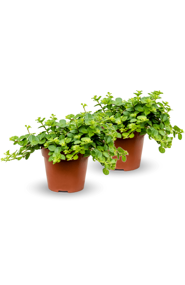 Peperomia rotundifolia 2er Set