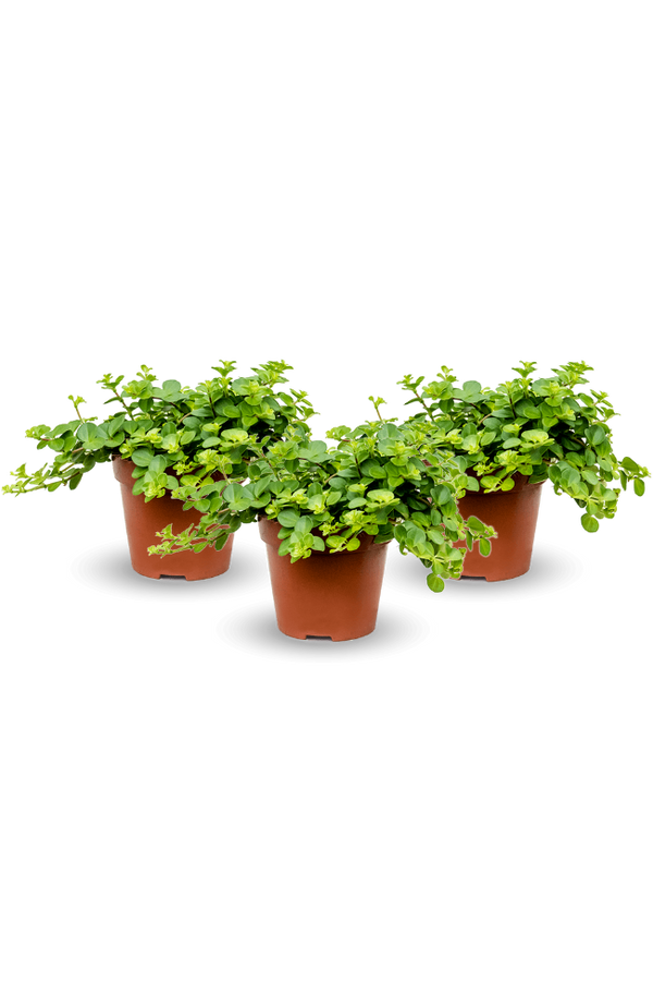 Peperomia rotundifolia 3er Set