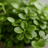 Peperomia rotundifolia Ø:10 H:15 cm