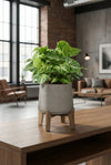 Pfeilblatt - Syngonium Arrow