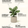 Ficus 'Ginseng' Bonsai Ø:24 H:70 cm