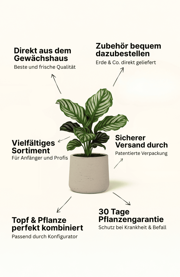 Calathea Orbifolia - Korbmarante Ø:17 H:50 cm