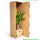 Bogenhanf Sansevieria zeylanic plant in eco-friendly packaging by Ammerlaan The Green Innovator.