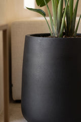 Pflanzkuebel Patt Fiberstone schwarz frostfest mit Strelitzia bepflanzt Nahaufnahme