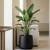 Pflanzkuebel Patt Fiberstone schwarz frostfest mit Strelitzia bepflanzt